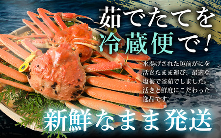 【先行予約】≪浜茹で≫ 地物！天然！はるか丸の船長が厳選した”訳あり”越前がに 約400g × 2杯【2024年12月上旬以降順次発送予定】[m36-x002_12]