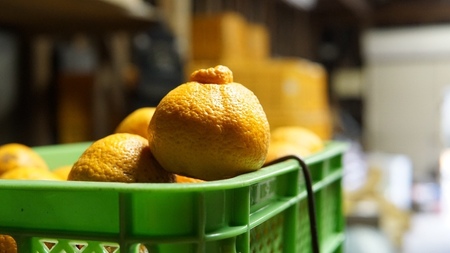 先行予約【12月からの4ヶ月定期便】ポンポンパック 定期便 不知火 ぽんかん ひでみかん