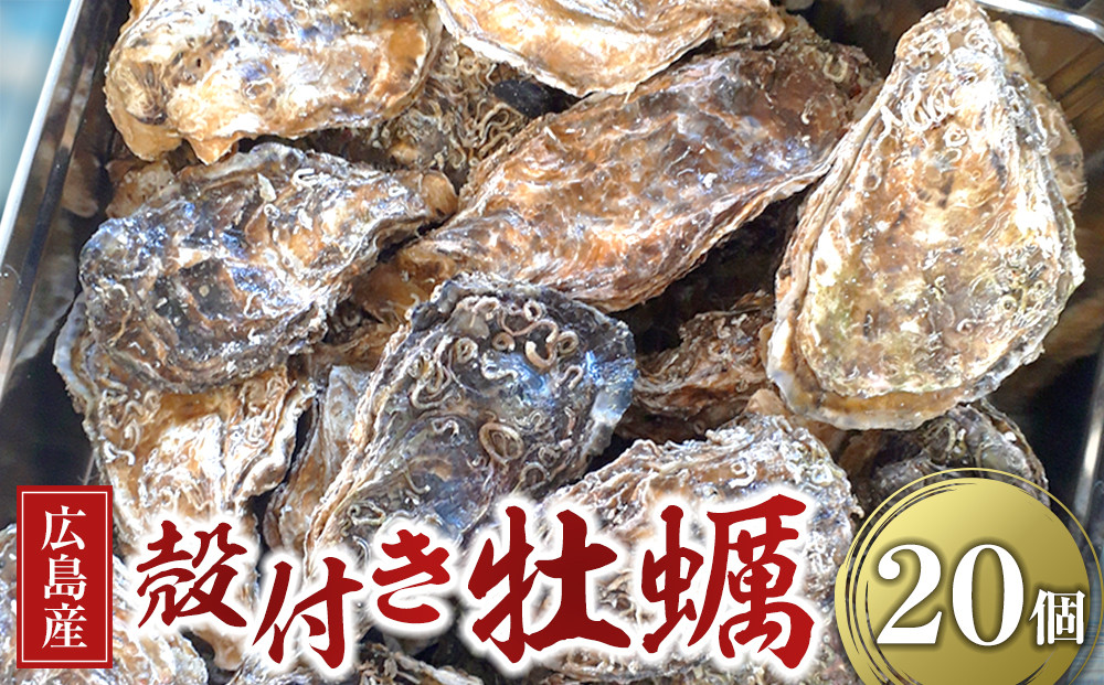 【2026年度先行予約】広島県産 草津かき(殻付き) 20個（12月~3月 収穫でき次第発送）