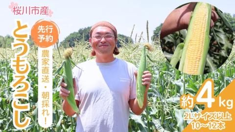 【2024年 先行予約】 茨城県 桜川市産 農家直送 朝採れ とうもろこし 10～12本 約4kg 2Lサイズ以上 朝採れ おおもの ゴールドラッシュ ゴールドラッシュネオ ゴールデンタイム サニーショコラ  JGAP とうもろこし[DD001sa]