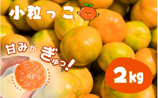お試しにピッタリ！ 温州みかん 「小粒っこ」 2kg※箱込み ※秀優混合 【2S～3Sサイズおまかせ】【2025年10月中旬～2026年1月下旬までに順次発送】(極早生・早生・中生・晩稲)＜味好農園＞