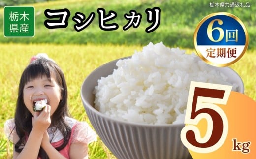 【定期便6回】栃木県産コシヒカリ 5kg | 2025年 2025年米 令和7年米 秋 白米 ごはん ご飯 小分け 人気 おいしい 旨い おにぎり おむすび お弁当 限定 栃木県共通返礼品 栃木県 下野市 送料無料 