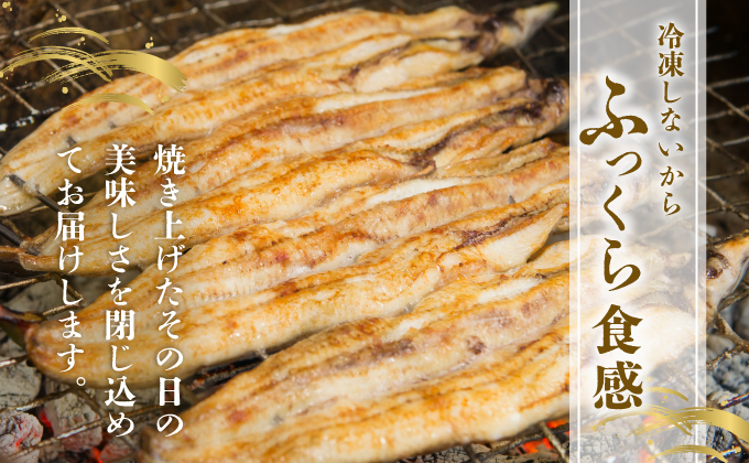 ＜2026年6月配送＞うなぎ白焼き 800g (200g×4尾) 2026年6月配送