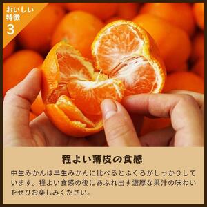 蔵出しみかん中生｜和歌山県海南市下津町の特産品蔵出しみかんの中生品種を産地直送でお届け【2025年1月発送開始】