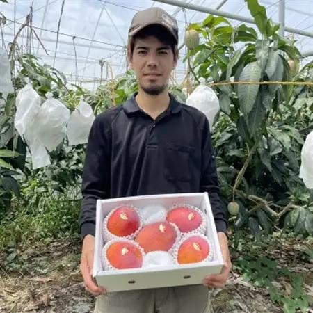 【2026年6月から順次発送・家庭用】仲本マンゴー園のアーウィンマンゴー2kg【配送不可地域：離島】【1439397】