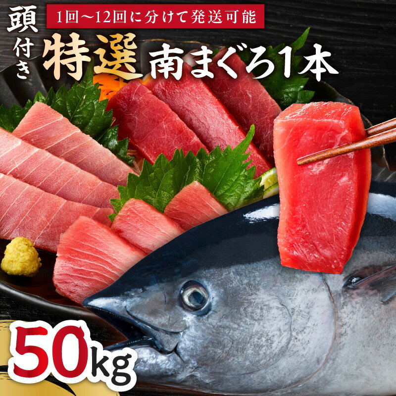 【ふるさと納税】 定期便 特選 寿司用 南まぐろ 1本 頭付き 1〜12回配送 定期便 まぐろ 鮪 マグロ 南鮪 海鮮 魚 魚介 湊魚問屋 神奈川 三浦市 おすすめ ランキング プレゼント ギフト