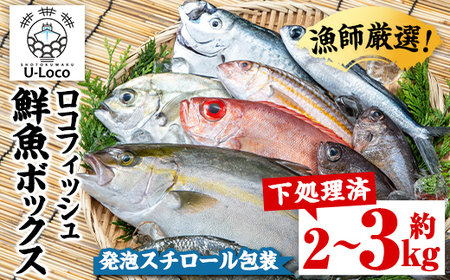 【A78005】ロコフィッシュ 地魚 下処理済 鮮魚 ボックス 約2～3kg 発泡スチロール包装 鮮魚BOX 【昌徳丸】