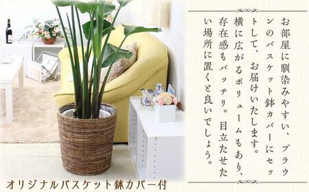 《先行予約》【観葉植物】オーガスタ 10号 ブラウンバスケット鉢カバー 土の表面:ウッドチップ｜観葉植物 インテリア 部屋 おしゃれ 福岡県筑前町 送料無料