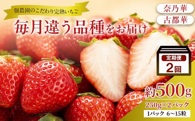 
                  先行予約 【2回定期】毎月違う品種をお届け！奈良 いちご 奈乃華 古都華 ブランド イチゴ フルーツ ことか なのか 定期便　250g×2パック 2回 奈良県 大和郡山市 [№5990-1011]
                