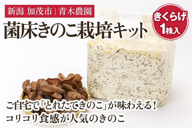 
            菌床きのこ栽培キット きくらげ 1株入り 《6月上旬から順次発送》 栽培キット 自家栽培 きのこ きくらげ 木耳 栽培 初心者でも簡単 自宅 菌床 加茂市 青木農園
          