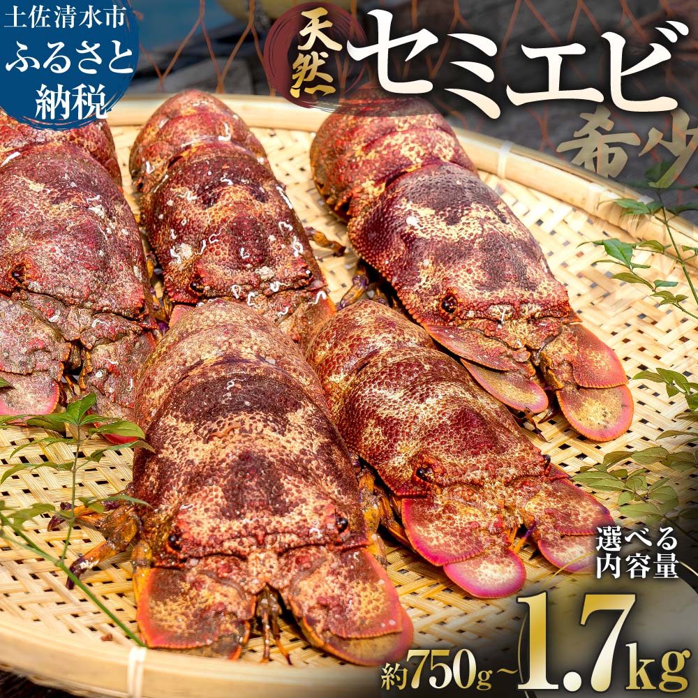 【ふるさと納税】11月以降発送 幻の天然セミエビ 約750g～1.7kg（サイズおまかせ）漁師のごちそう セミ海老 せみえび 海鮮 BBQ 味噌汁 新鮮 美味しい レア 希少 高級食材 冷蔵 配送 故郷納税 ふるさとのうぜい 返礼品 土佐清水市 高知　50000円台 40000円台【R01675】