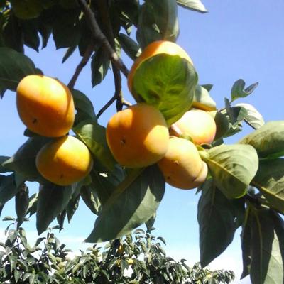 ふるさと納税 橋本市 ケーズファーム　平たねなし柿　12〜13個入　2L〜3Lサイズ |  | 02