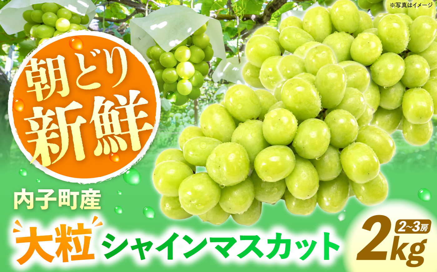 【先行予約】内子町産 朝どり シャインマスカット 2kg【2026年8月下旬から順次発送】 ／ シャインマスカット マスカット ぶどう ブドウ 葡萄 果物 フルーツ 国産 産地直送 農家直送【峯下ぶど