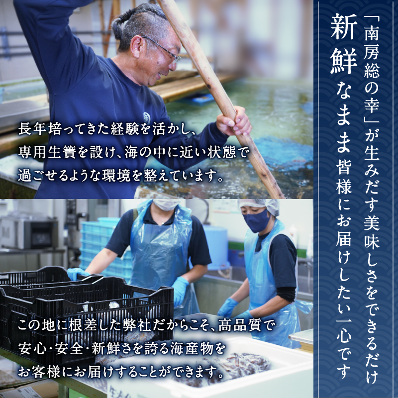 【天然】ボイル冷凍伊勢海老 ハーフカット1kg（半身10～12個） 伊勢海老 ボイル ハーフカット 魚介 バーベキュー 海の幸 海鮮