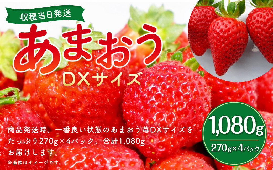 
【2023年12月下旬より順次発送】【先行予約/数量限定】 あまおう DXサイズ 【収穫当日発送・限定栽培】270g×4パック 計1080g 苺
