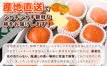 【先行予約】柿 紀の川柿 約1.8kg《10月下旬-10月末頃出荷》柿柿柿柿柿