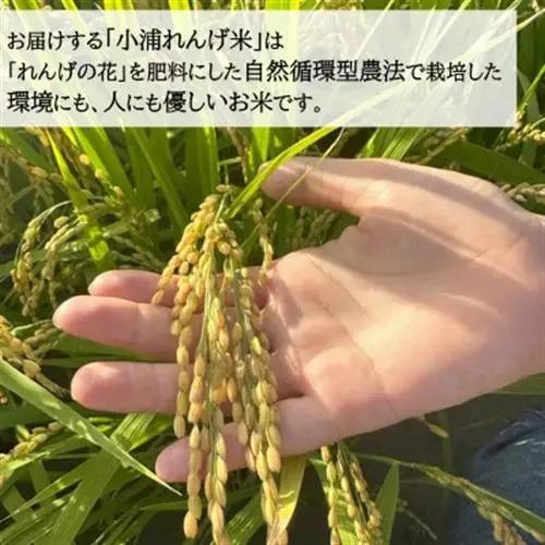 令和8年産(2026年産) 新米!小浦れんげ米(にじのきらめき)【無洗米】 10kg【1680207】