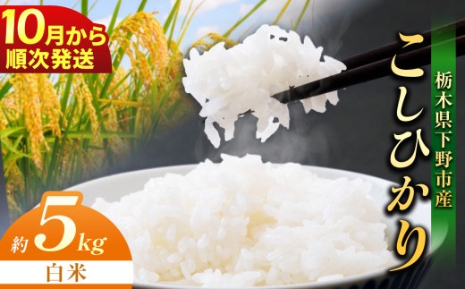 【先行予約】【2026年10月以降発送】下野市産 コシヒカリ 5kg 白米 | お米 こめ コメ 白米 精米 こしひかり ｺｼﾋｶﾘ 新米 栃木米 令和8年度米 令和8年 2026年度 ブランド米 栃木県 特産品 送料無料 栃木県 下野市
