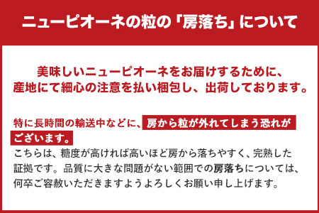 【令和6年度先行予約】岡山県産 秀品 ニューピオーネ 約1.2kg 2房《9月中旬～11月上旬頃に出荷予定(土日祝除く)》 葡萄 果物 秀品 スイーツ フルーツ デザート 秋旬 岡山県矢掛町