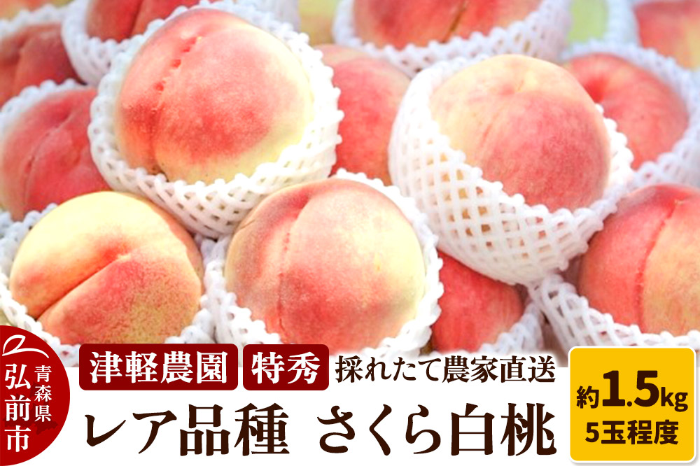 【 2025年産 レア品種 さくら白桃 】特秀 約 1.5kg 5玉程度 ASIAGAP認証農場 津軽農園 採れたて 農家直送 