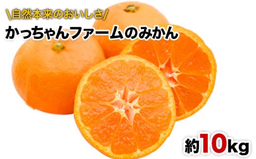 
                  ご家庭用『かっちゃんファーム』のご家庭用みかん★ 約10kg【2S-Lサイズ(大小サイズ混合)】 自然本来のおいしさ！《11月上旬-12月末頃出荷》
                
