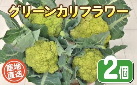 【 期間限定 】 グリーンカリフラワー 2個 栽培期間中農薬不使用 野菜 やさい カリフラワー 季節野菜 オーガニック 健康 旬の野菜 野菜 産地直送 珍しい 野菜 数量 限定 野菜 国産 有機栽培 豊浦町 川棚 下関 山口