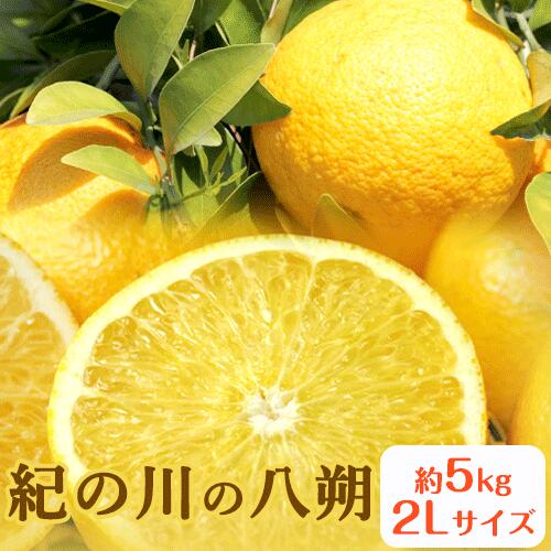 【ふるさと納税】秀品 紀の川の八朔 約5kg 2Lサイズ 厳選 はっさく 柑橘《1月下旬-3月中旬頃出荷》 紀の川市厳選館 和歌山県 紀の川市 フルーツ 果物