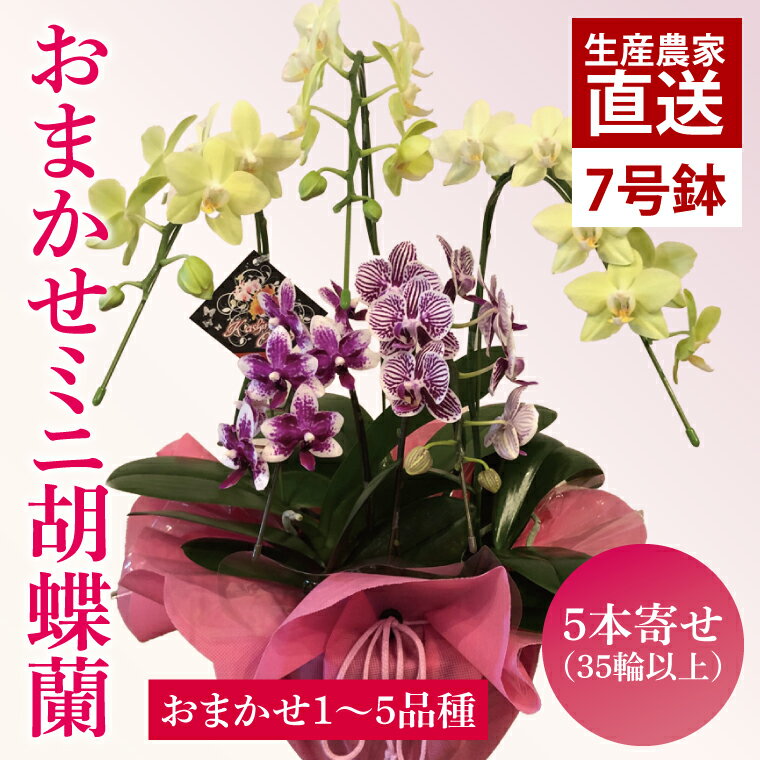 【ふるさと納税】 花農家応援企画！！おまかせミニ胡蝶蘭（5本寄せ） お花 花 コチョウラン 胡蝶蘭 蘭 ラッピング 贈り物 贈答 プレゼント 誕生日 お祝い 誕生日 母の日 父の日 敬老の日 農家直送 フラワー flower 植物 送料無料 茨城県 鹿嶋市