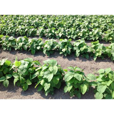 ふるさと納税 三木町 プチマルシェお野菜ボックス(M)　季節の野菜8〜9種類　≪ IDOMALL セレクト≫ |  | 02