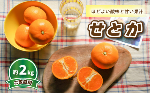 【2027年3月頃から順次発送】 せとか (家庭用) 約2kg |  みかん 柑橘 せとか  蜜柑 みかん 雪幸園 愛媛県 松山市