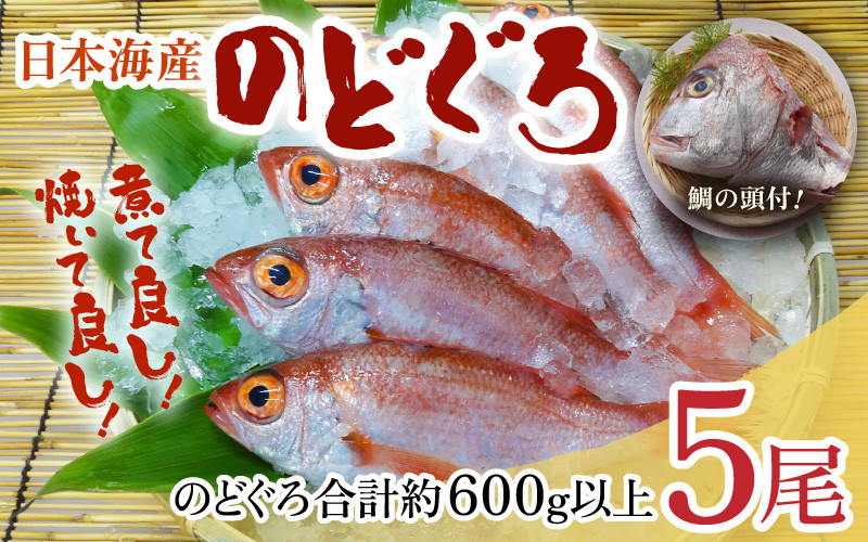 
【真鯛の頭付き】煮てよし焼いてよし！ 日本海産のどぐろ 5パック ／ 高級魚 ビール 煮魚 焼き魚 おつまみ 魚介類 海の幸 国産 個包装 お取り寄せ
