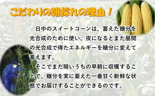 【先行予約】西都市産 河野農園 スイートコーン『ゴールドラッシュ』約6kg＜1-42＞2026年発送予定 野菜 とうもろこし 宮崎県西都市