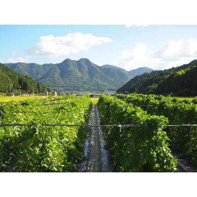 ふるさと納税 丹波市 丹波なた豆茶 Small Pack 2袋 & Large Pack & Premium Pack |  | 02