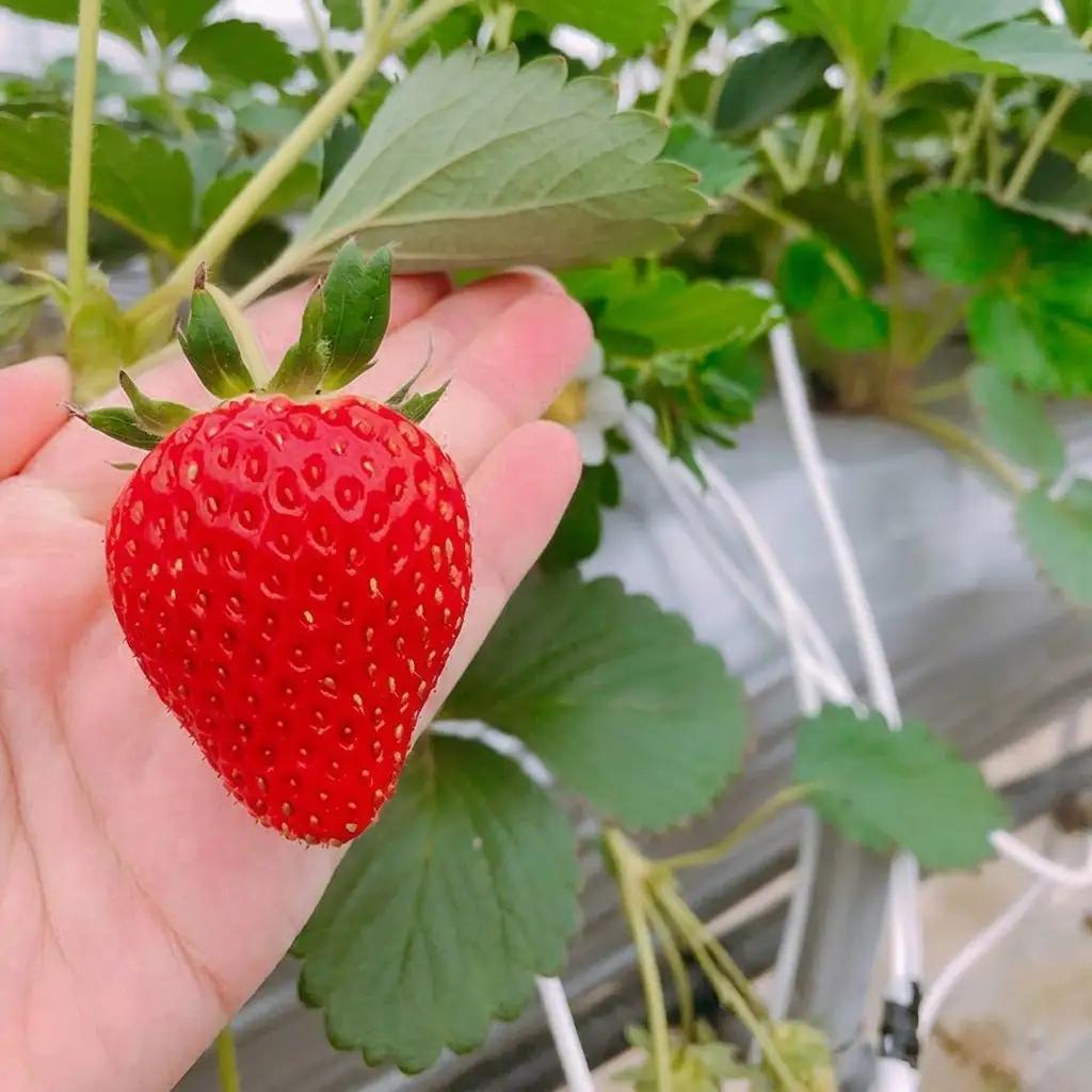 いちご 新鮮 採れたて 果物 いちご【4パック】