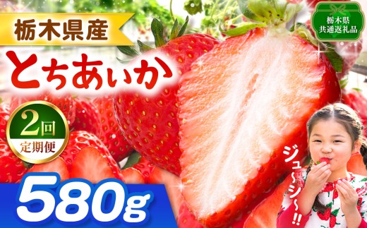 【栃木県共通返礼品】【先行予約】【定期2回】とちあいか 580g | 果物 くだもの フルーツ 野菜 やさい ヤサイ 苺 イチゴ いちご とちあいか 新鮮 甘い 数量 限定 美味しい 果物 共通返礼品 フルーツ デザート 栃木県 那珂川町 送料無料
