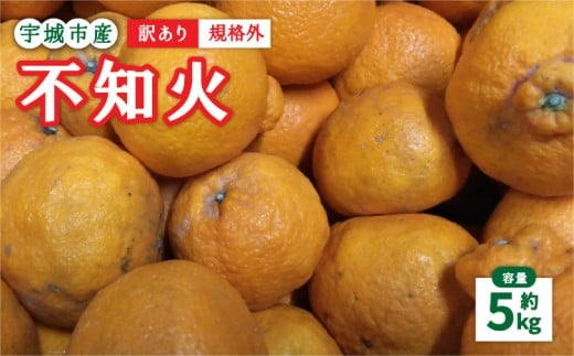 【先行予約】 訳あり 不知火 5kg 規格外 サイズ不選別 果物 くだもの フルーツ 柑橘 2026年1月下旬～2月下旬発送予定