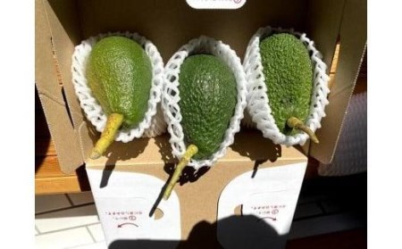 先行受付】油分たっぷり！！露地栽培の国産アボカド 1kg【TF001_x】| 国産 アボカド 松山アボカド アボガド サラダ アボガド 国産 アボカド 松山アボカド アボガド サラダ アボガド