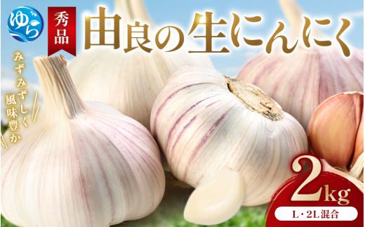 にんにく 秀品　由良の生にんにく 2kg / ニンニク 生ニンニク ガーリック ※2026年4月下旬より順次発送【ksnw006】