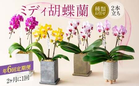 【年6回定期便】ミディ胡蝶蘭 KouBou 4種  ミディ胡蝶蘭 華あかり 2種 2本立ち  花 お花 植物 蘭 洋蘭 ラン インテリア  アレンジ アレンジメント 鑑賞 観賞用 贈答用