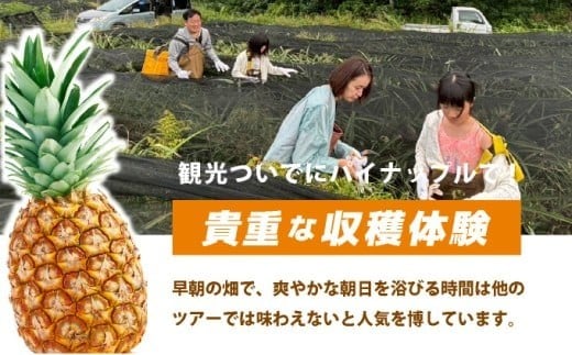 パイナップル収穫体験【5名】爽やかな朝日を浴びた中での開催♪（4月25日～6月15日開催）