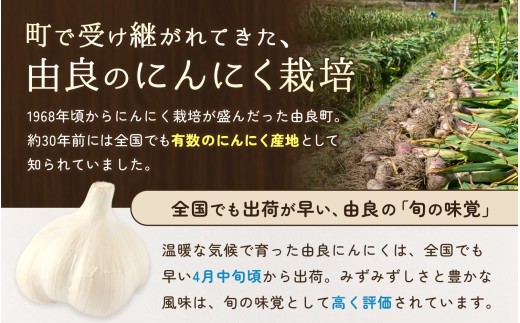 にんにく 秀品　由良の生にんにく 2kg / ニンニク 生ニンニク ガーリック ※2027年4月下旬より順次発送【ksnw006】 