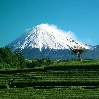 ふるさと納税 伊東市 ぐり茶九谷つばき缶2本セット |  | 03