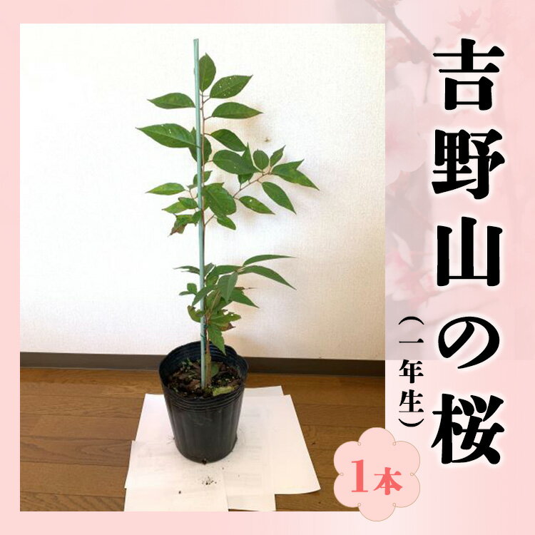 【ふるさと納税】吉野山の桜の苗木 1本（一年生）《移植に最適な11月～2月に発送》 奈良県 吉野町 シロヤマザクラ
