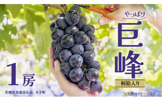 【桐箱入り】 巨峰 １房 (茨城県共通返礼品：大子町) ぶどう 葡萄 ブドウ フルーツ 果物 スイーツ ギフト 贈答用 贈り物 プレゼント