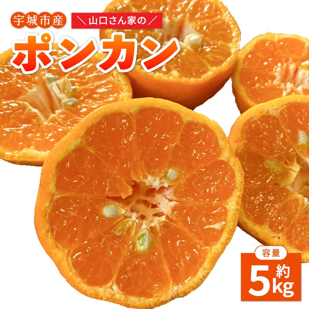【ふるさと納税】【先行予約】今が旬！ 山口さん家のポンカン 約5kg S・M・L混合サイズ ポンカン ぽんかん 椪柑 みかん ミカン 蜜柑 5kg くだもの フルーツ 果物 宇城市産 熊本県産 九州産 国産 送料無料 【2026年1月中旬から2月下旬発送予定】