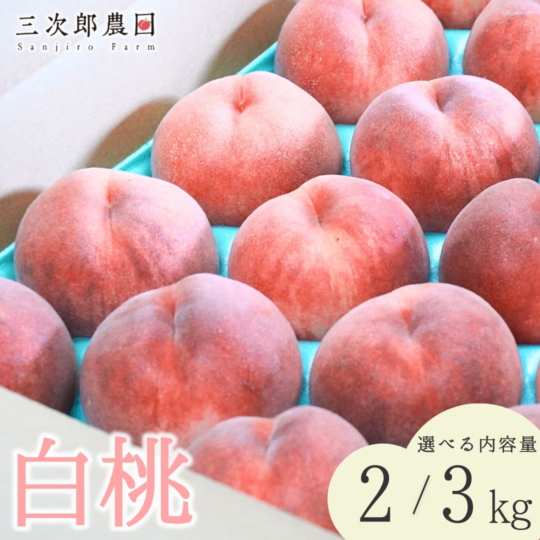 【ふるさと納税】先行予約 白桃 約2kg(6玉)・約3kg(9〜11玉) 選べる [7月下旬から発送予定] 令和7年度 贈答用桃 新潟県三条市産 桃 [三次郎農園]【013S015】