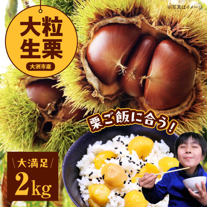 【ふるさと納税】【先行予約】【9月中旬から順次発送】大粒 生栗 2kg | 人気 おすすめ ランキング おいしい 甘い 栗 クリ くり くだもの 果物 フルーツ ふるーつ 大洲市/あじさい農園[AGAE008] 20000 20000円 以上
