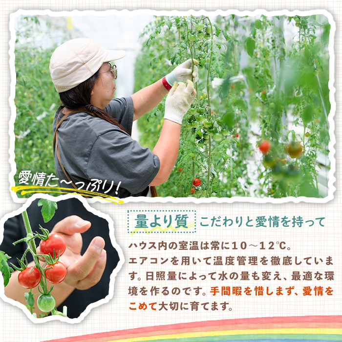 フルーツトマトジュース 720ml 2本 トマトジュース トマト ジュース 無塩 常温 常温保存 【常陸太陽の庭】【ho1373】