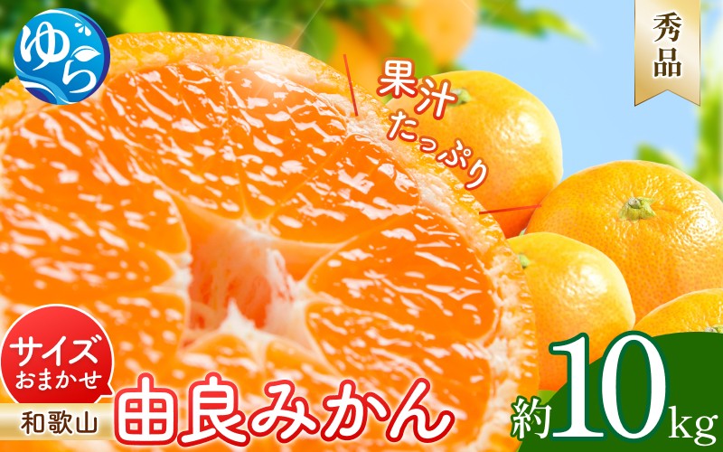 
            由良みかん 秀品 約10kg サイズおまかせ(Ｌ・М・Ｓ) / 和歌山 みかん 柑橘 高級 甘い オレンジ 由良 完熟 ※2025年11月下旬～2026年1月中旬頃に順次発送予定【sml111A】 
          