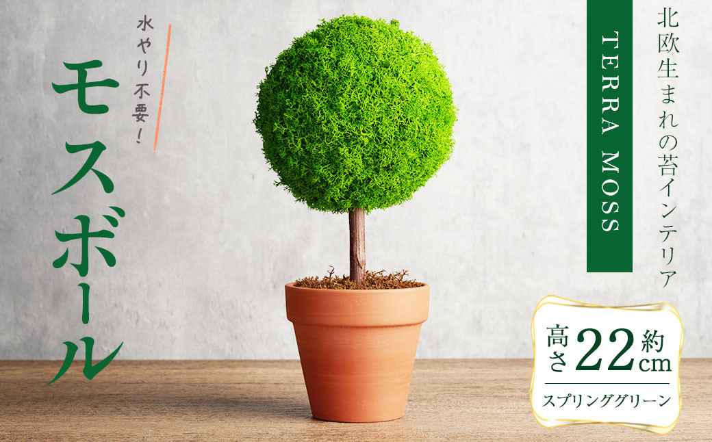 
            観葉植物 モスボール＜縦110mm・横110mm・高さ220mm＞ 苔 コケ テラモス インテリア 植物 【結び】sh026
          